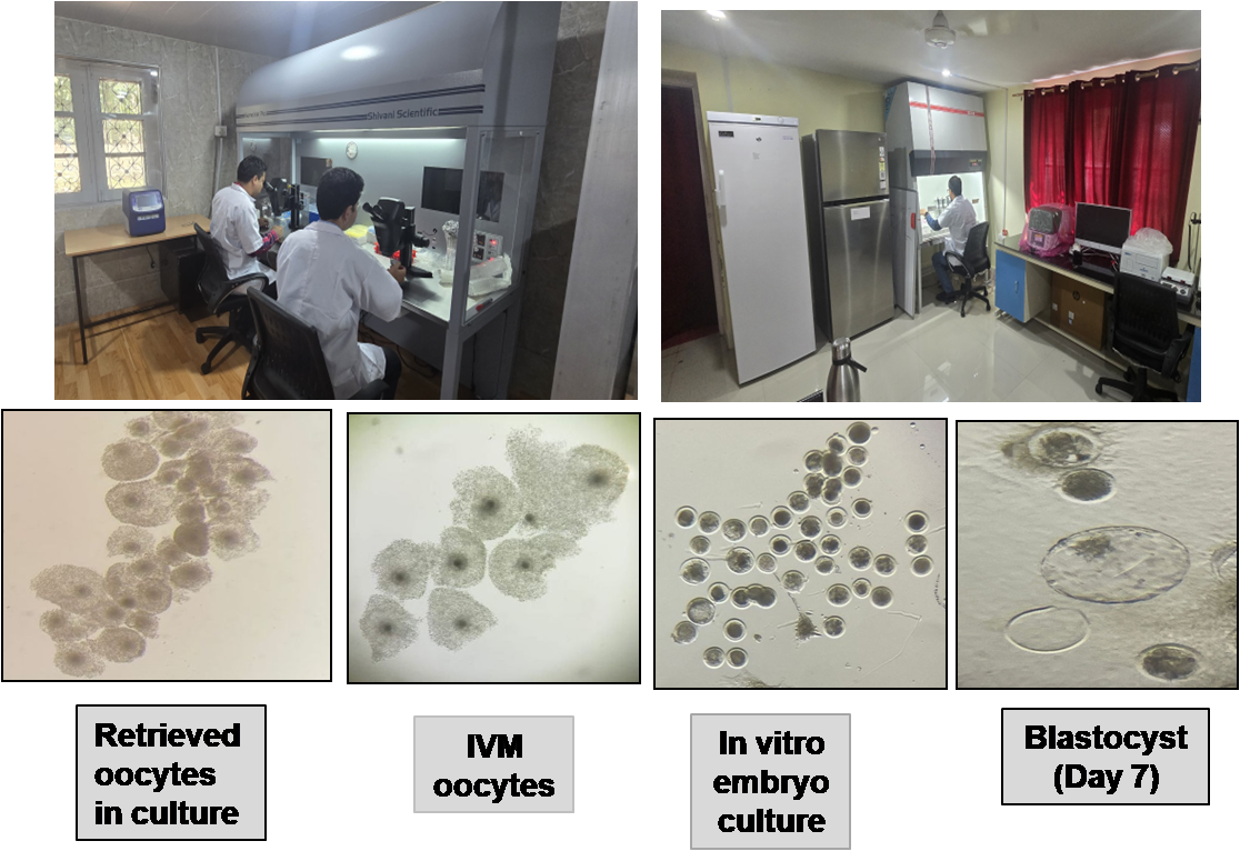 1. Standardization of in vitro embryo production 